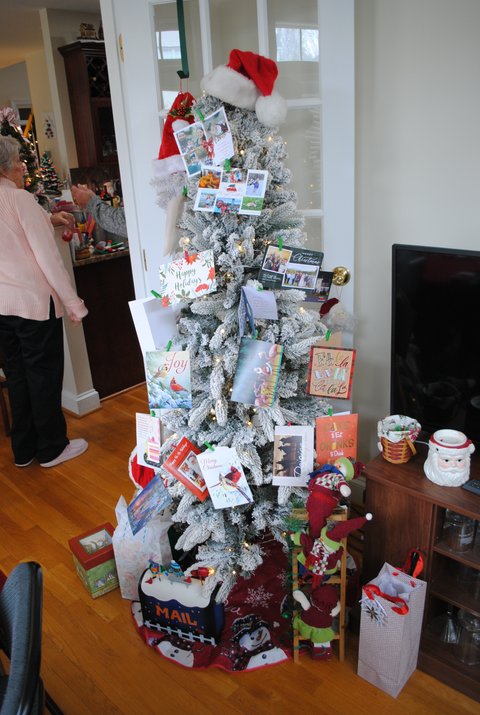 Christmas Trees Galore!