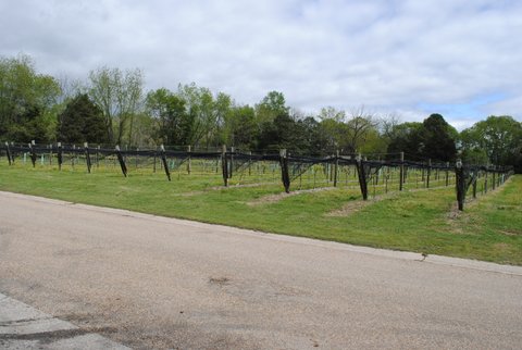 Great Venue - The Vinyards